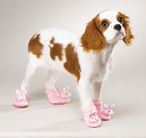 GUCCI for your POOCHIE | The Saltlist